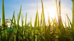 הערכת שווי נחלה