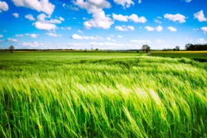 שמאי מיסוי רמ"י